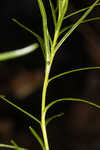 Narrowleaf ironweed 